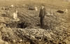 Miscellaneous To 1939: Comstock Carrot Farm - Postmarked July 2, 1912
