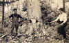 Miscellaneous To 1939: Logging Camp Near Gaylord - 1910