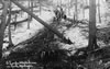 Miscellaneous To 1939: Lumbering In The Woods - 1917